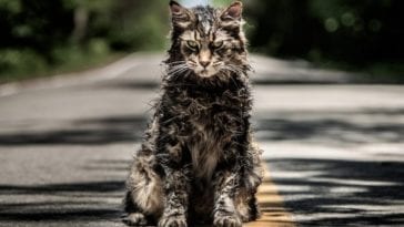 Church the cat sits alone on the road