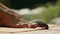 A crawfish at the foot of a woman
