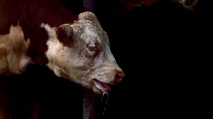 A cow, not looking too good and probably waiting to be slaughtered, from The Texas Chainsaw Massacre.