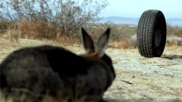 A rubber tire vs. a startled hare