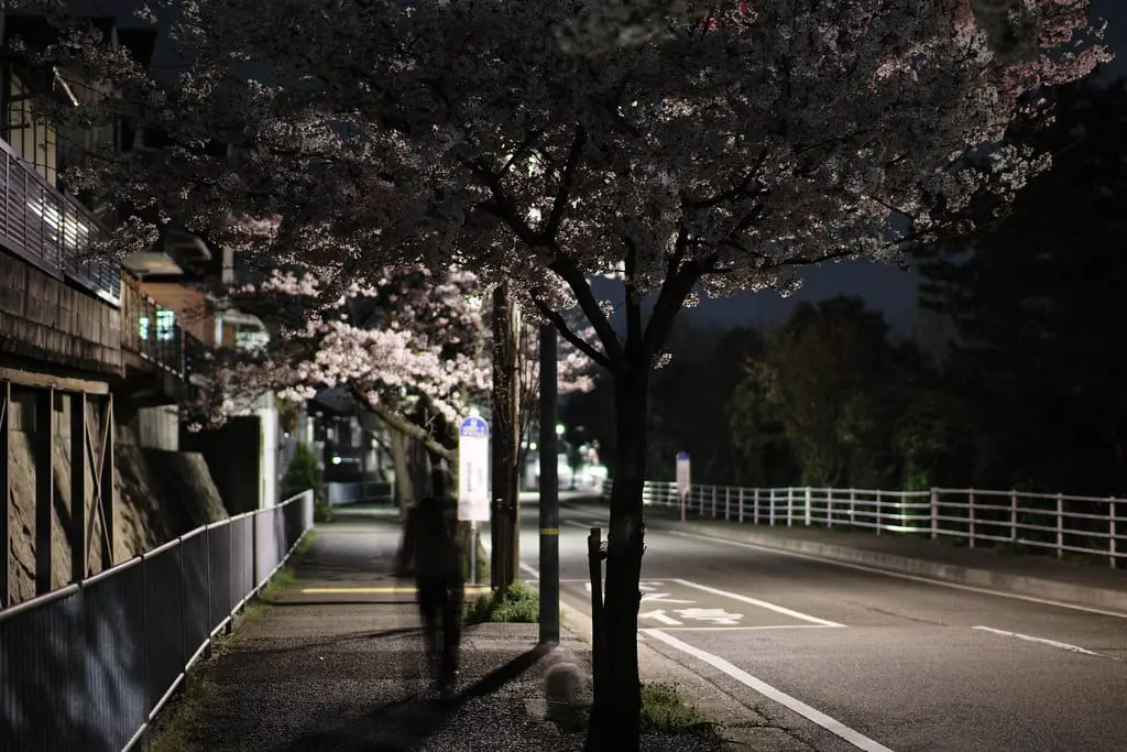 A Japanese street in the dead of night. i't s empty and blossom trees line the path. Under which a blurred figure, a ghost, is seen walking.