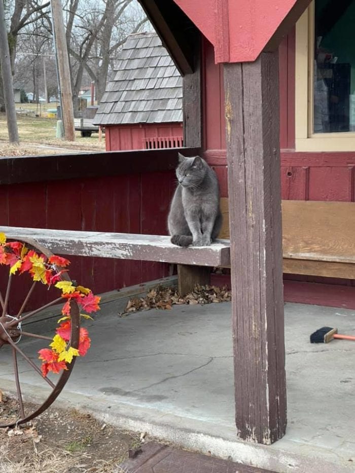 A gray cat sits on a porch railing at the Villisca axe murder house