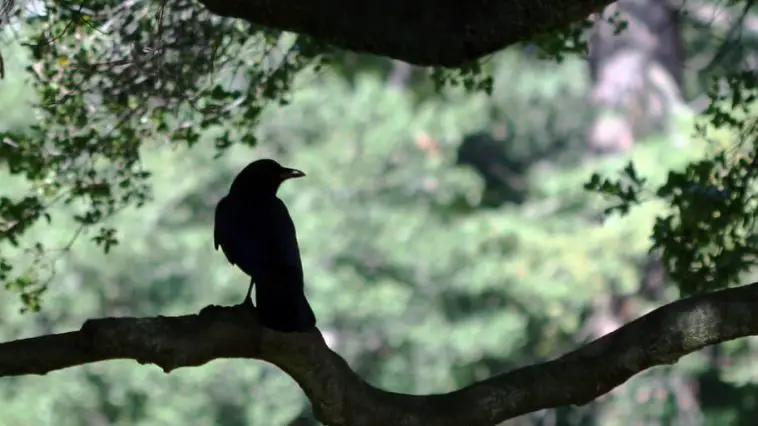 A raven sits on a gnarled tree branch.