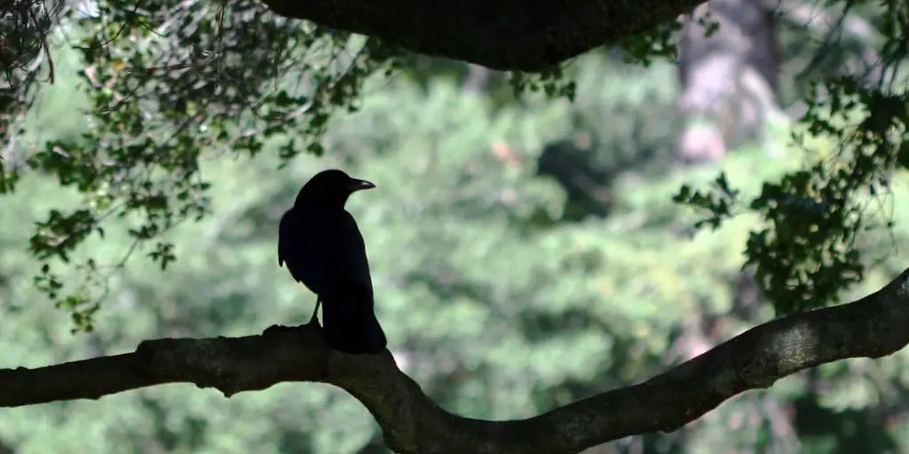 A raven sits on a gnarled tree branch.
