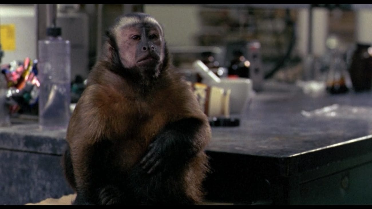 The monkey from Romero's Monkey Shines sits in a lab.