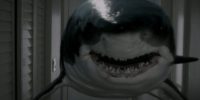a shark swims in Liz's hallway