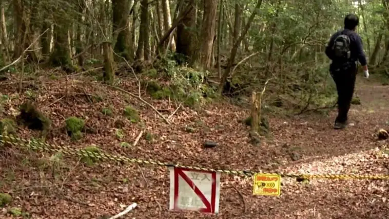 The Aokigahara forest