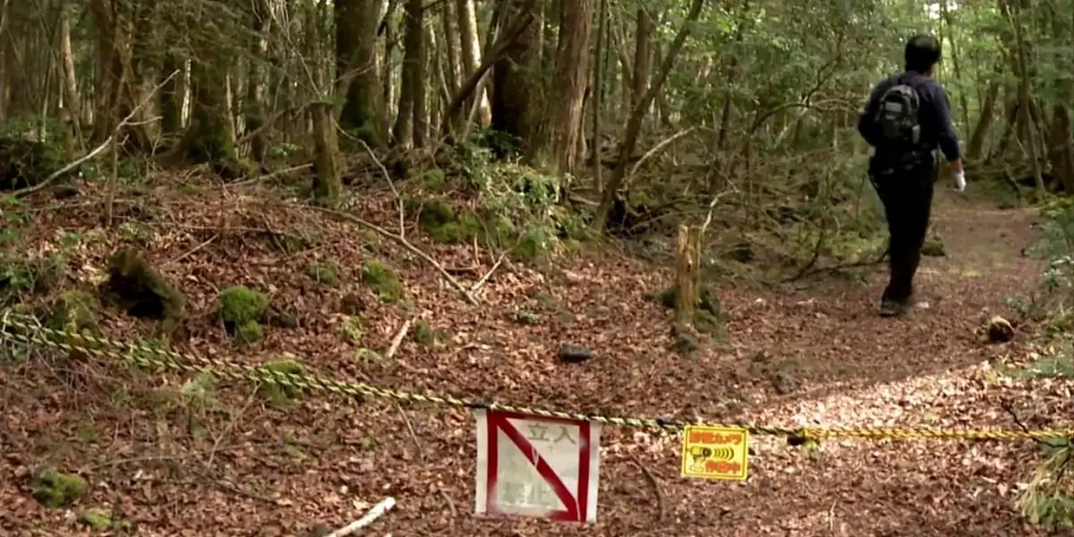 The Aokigahara forest