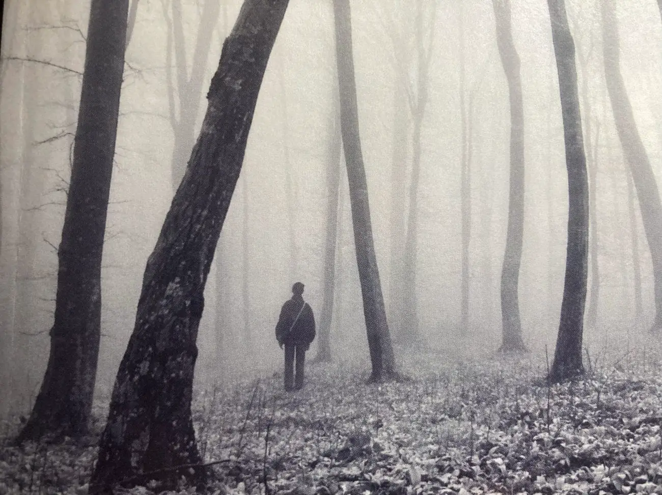 A lone figure stands in a misty forest with bent trees