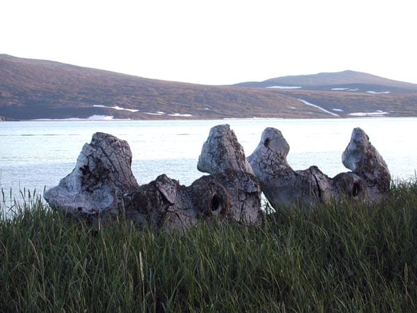 whale vertebrae lining the shore of Yttygran Island