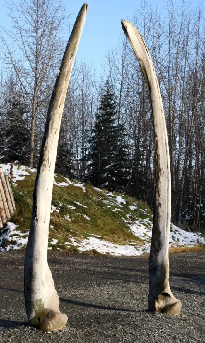 A pair of whale bones sticking up vertically