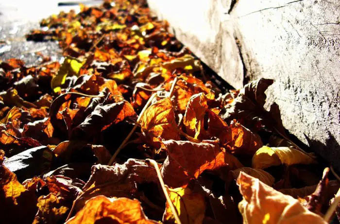 Dead crispy leaves lie in a gutter.