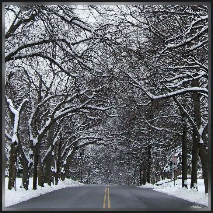 Snow covered trees hang over an empty road in New Jersey