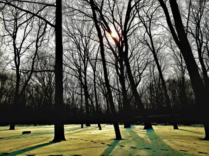 Sunset streaming through the trees in Bachelor's Grove
