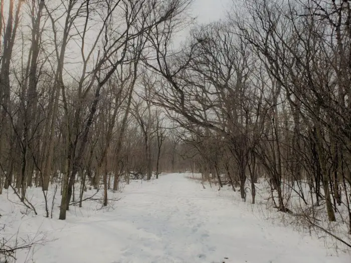 The tree lined lane that leads through the woods to Bachelor's Grove cemetery.