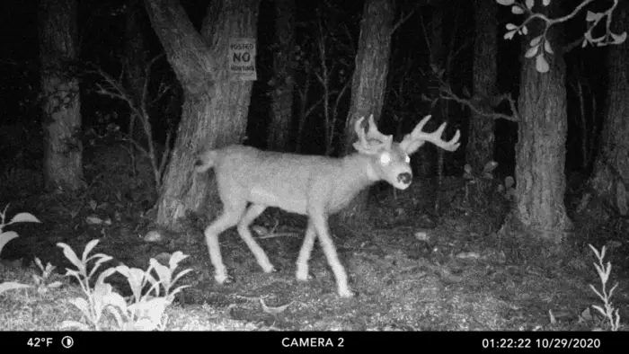 A deer walks in the path of a trail cam, just before a cryptid will end its life