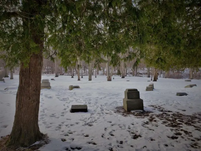 Green coniferous trees dot the cemetery full of gravestones in snow Bachelor's Grove