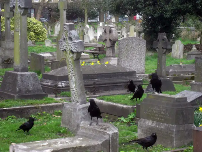 Crows perched on headstones in a graveyard.