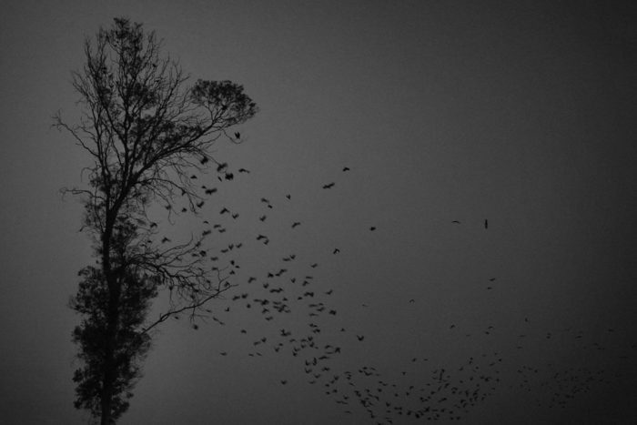 A murder of crows fly in a dark sky.