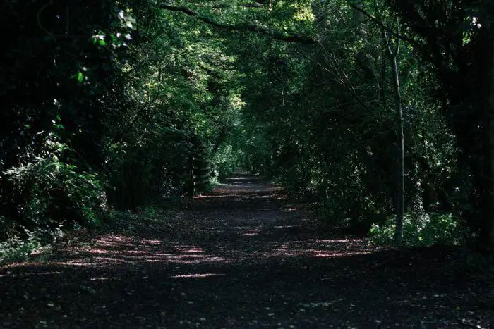 A shadowy path surrounded by trees.