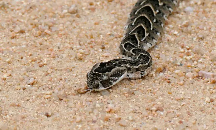 A puff adder snake.