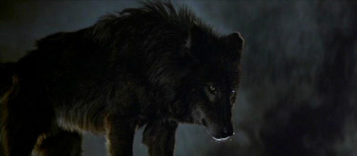 A giant wolf stares gloomily with yellow eyes into the distance