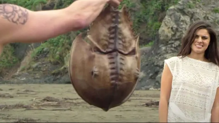 A couple having sex on the beach gets interrupted by a nose voyeuristic horseshoe crab