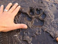 A paw print being compared to a human hand