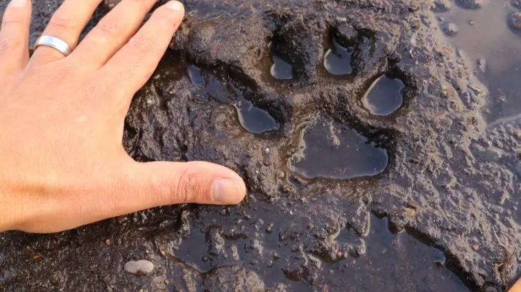 A paw print being compared to a human hand