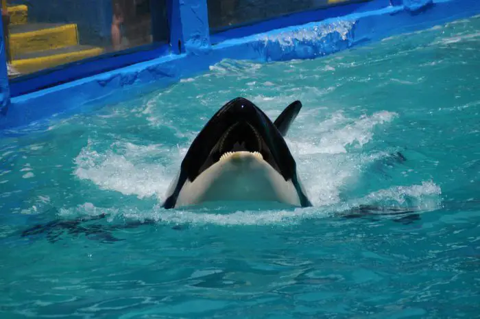 An orca pokes their head up from the water.