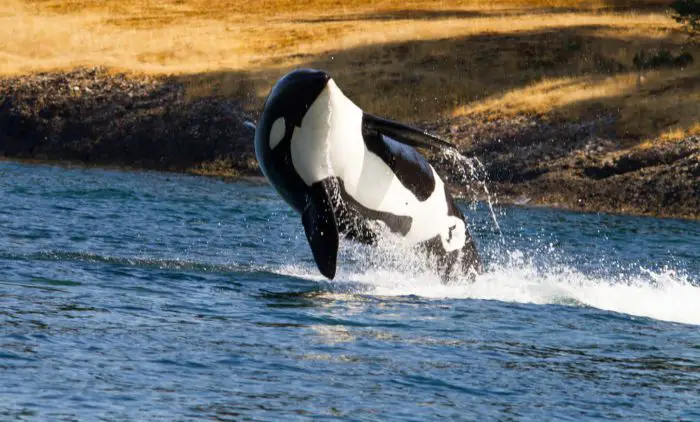 An orca jumps from the water.