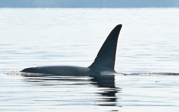 An orca fin is visible as it swims in the ocrean.
