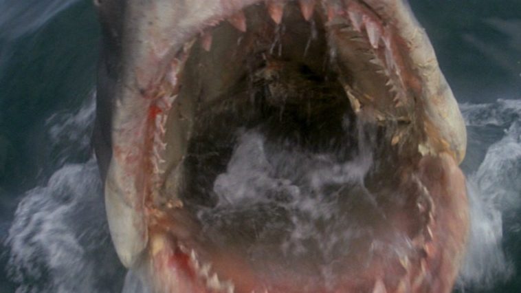 A close up of the great white shark's mouth in Jaws.