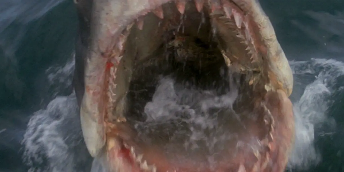 A close up of the great white shark's mouth in Jaws.