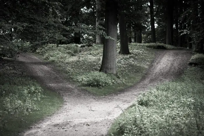 A road splits in two directions in a wooded area.