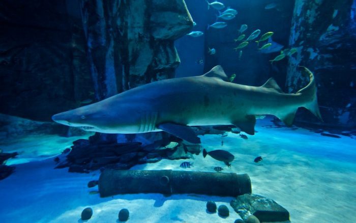 A shark swims in a large aquarium.
