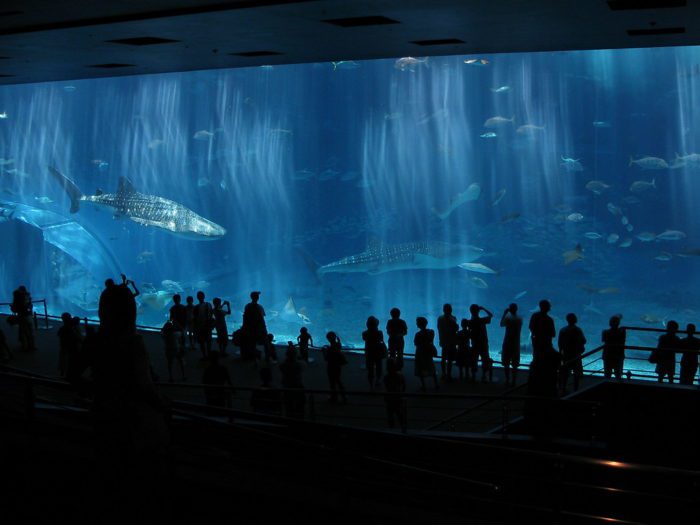 Sharks swim in a huge tank as a crowd watches.