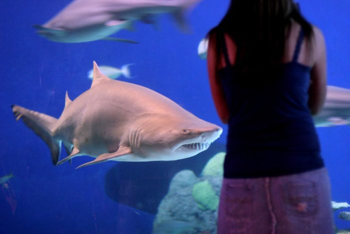 A shark swims in a large aquarium as a human visitor watches.