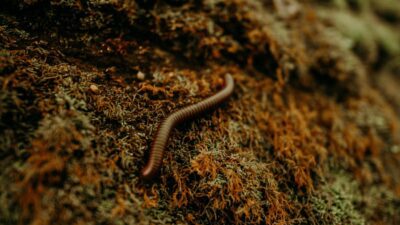 An earthworm on moss