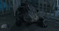 The croc from Croc! hunts humans at night