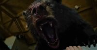 A black bear, its mouth wide as it roars, blood and gore dripping from its snout in the comedy Cocaine Bear.