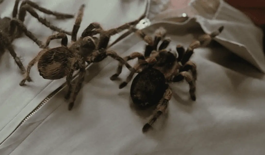 Two large tarantulas crawling menacingly on a person's clothing, creating a sense of horror and discomfort, from the film "The Beyond."